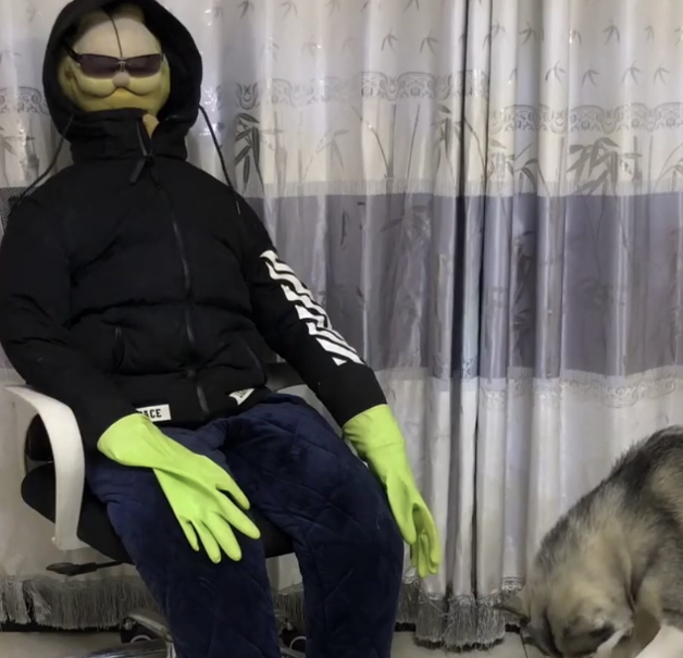 为防二哈拆家,主人特制假人,二哈反应笑翻网友 为防二哈拆家,主人特制假人,二哈反应笑翻网友