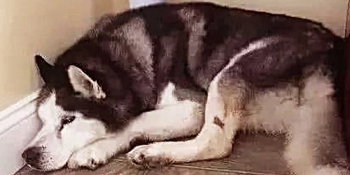 狗狗被主人拴在屋外14年,当它第一次进屋时的举动,让人泪流满面
