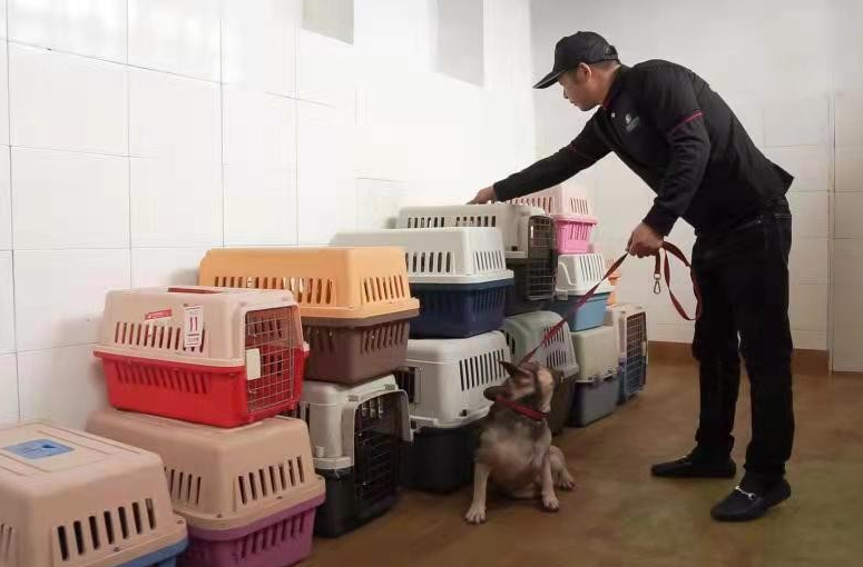 浙江空运猫咪哪家靠谱