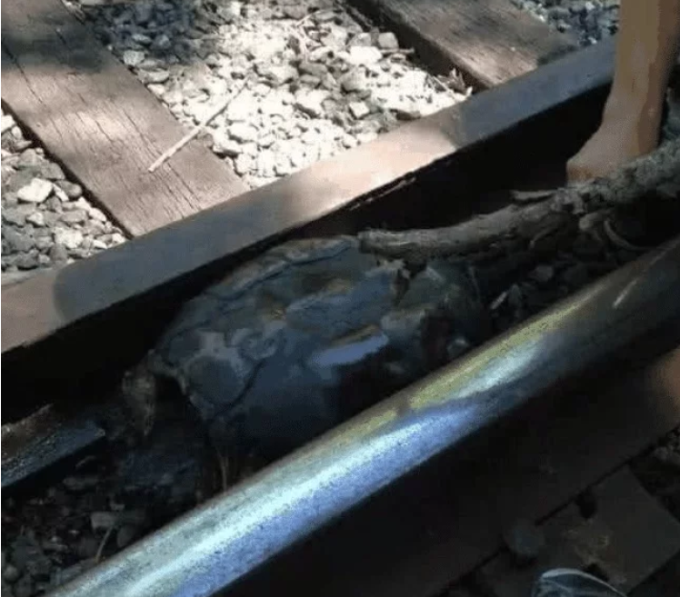 百岁乌龟卡死在铁轨，被火车反复碾压十几次，得到救助后身体变样