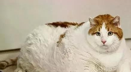 一位猫奴的经历：我家猫猫今天绝育，没挺过麻醉，最后走了