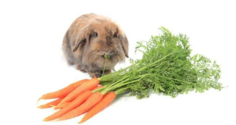 兔子能吃蔫了的草吗 | 兔子吃什么野草 确定没枯萎且不含农药