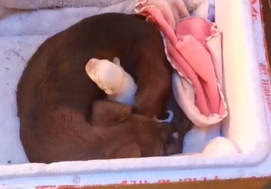 小狗还是没熬过去，狗肉馆产子的狗狗不停舔舐死去的小狗，依依不舍令人心痛