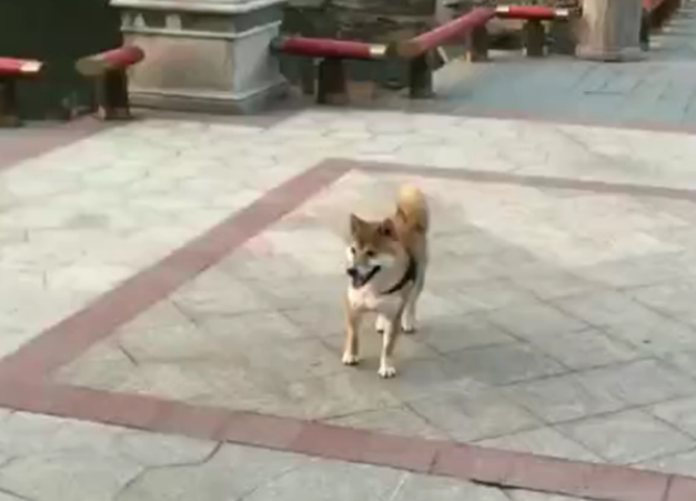 柴犬挣断狗绳放飞自我,主人追了十多分钟快气炸了! 柴犬挣断狗绳放飞自我,主人追了十多分钟快气炸了!