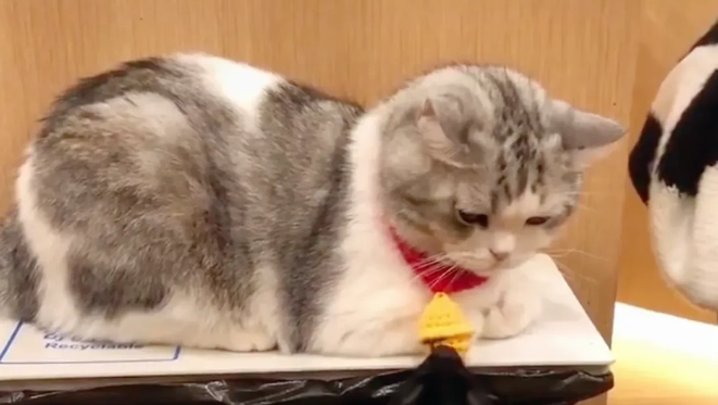 狗狗拉扯猫咪心爱的小铃铛，再好脾气的猫咪也是忍不住的