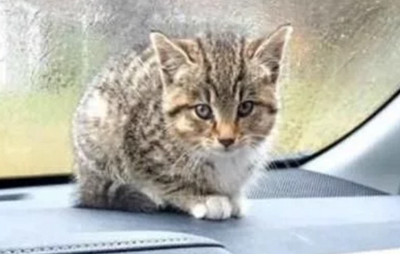 主人捡回一只小猫，家猫对它“一见钟情”，整天抱着不撒手