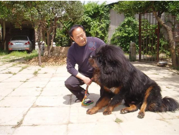 坐豪车吃牛肉的藏獒，沦落狗肉馆都嫌弃，是谁颠覆了“藏獒经济”