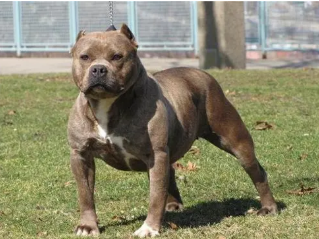 比特犬大哭视频 | 比特犬被主人丢弃在收养所,知道主人不要它后,狗狗都要哭了 比特犬大哭视频 | 比特犬被主人丢弃在收养所,知道主人不要它后,狗狗都要哭了