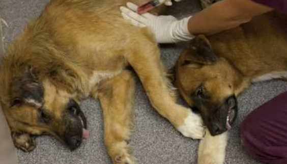 军犬半生都献给军队,退役后却待遇凄凉,唯有我国做法被各国点赞 军犬半生都献给军队,退役后却待遇凄凉,唯有我国做法被各国点赞