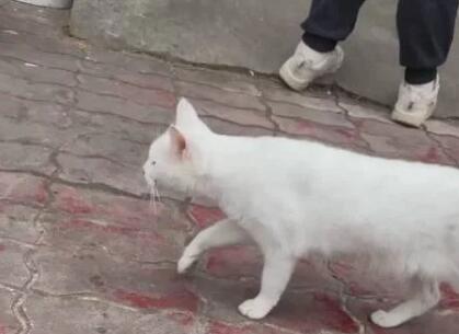 《当家主母》猫主人再度澄清，但是让人更加怀疑，猫真的死了吗