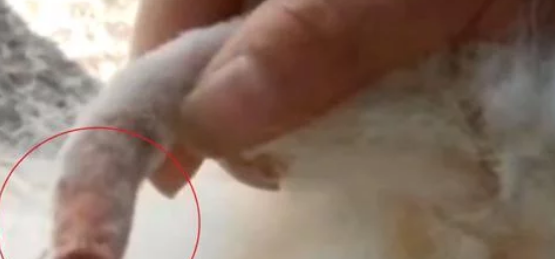 湖南一狗狗洗澡时被剪断尾巴，商家态度恶劣，众网友发力后认怂了