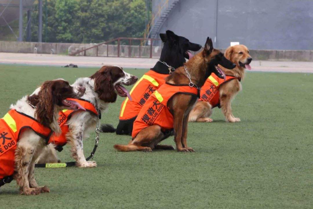 搜救犬很通人性 | 无声的战友，却是最勇敢的战士——搜救犬