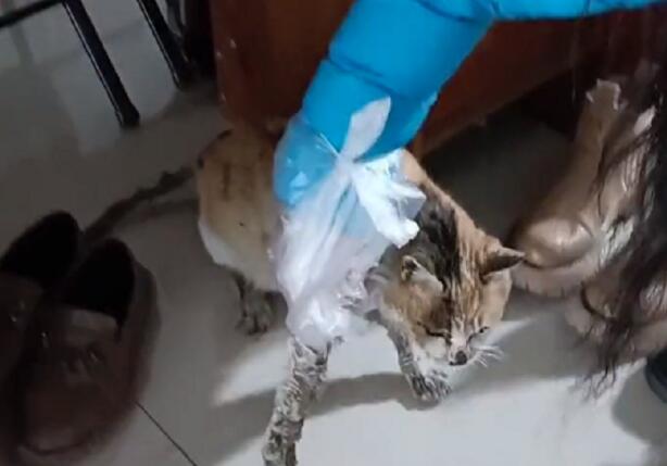 得了严重口炎和皮肤病的流浪猫竟主动向人类求助，猫咪：请你帮帮我