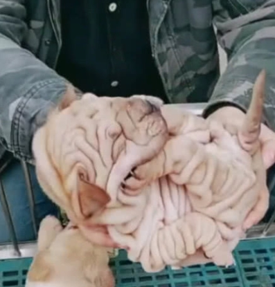 中国稀有古犬,在国外是非常值钱,老外花2万买走了 中国稀有古犬,在国外是非常值钱,老外花2万买走了