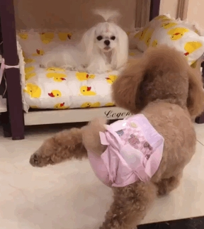 泰迪穿了新衣服，跑到同伴面前炫耀，你看，我有你没有
