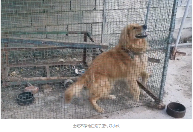 被卖到狗肉馆,还被狗贩子卖血的金毛,被小伙花2500救下后,重获新生满眼感激 被卖到狗肉馆,还被狗贩子卖血的金毛,被小伙花2500救下后,重获新生满眼感激