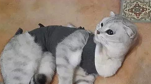 一位猫奴的经历：我家猫猫今天绝育，没挺过麻醉，最后走了