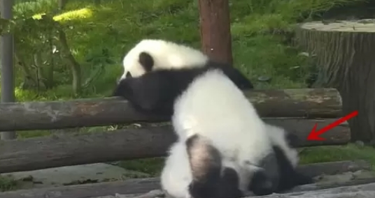 熊团子试图翻越围栏,却遇上“猪队友”,过程简直要把熊猫蠢哭! 熊团子试图翻越围栏,却遇上“猪队友”,过程简直要把熊猫蠢哭!