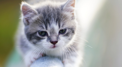 史上最可憐的貓咪| 憂傷眼神惹人憐愛“世界最可憐貓”走紅