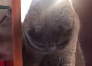 猫咪在架上扒拉糖果，随后 主人纳闷：是糖果不好吃还是你飘了？
