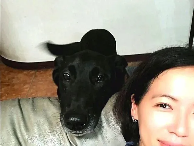狗狗出众的气质被导演选中拍电影 她高兴又紧张 家里有演员了 宠界新闻