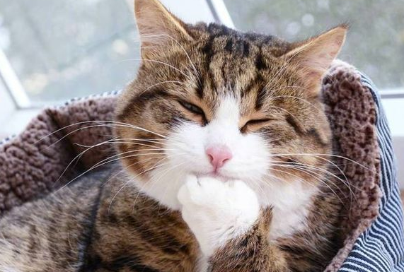 国产猫粮双11突围战：WoWo猫粮撕掉“网红”标签，凭实力破圈