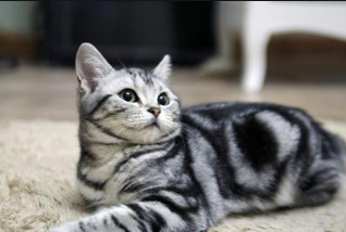 猫咪肺炎雾化真的很有用！！！