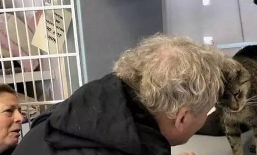 小猫走失10个月后被找到,宠主和猫咪相见时留下了激动的眼泪 小猫走失10个月后被找到,宠主和猫咪相见时留下了激动的眼泪