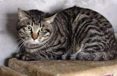 猫咪兄弟档感情超好 放弃猫搭台也要窝一起