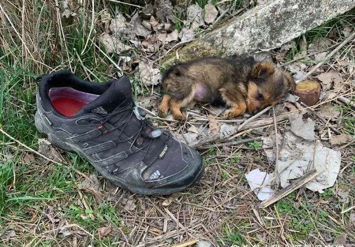 狗狗钻在垃圾堆的臭鞋里,遭路人一脚踢飞,奄奄一息的发出求救声 狗狗钻在垃圾堆的臭鞋里,遭路人一脚踢飞,奄奄一息的发出求救声