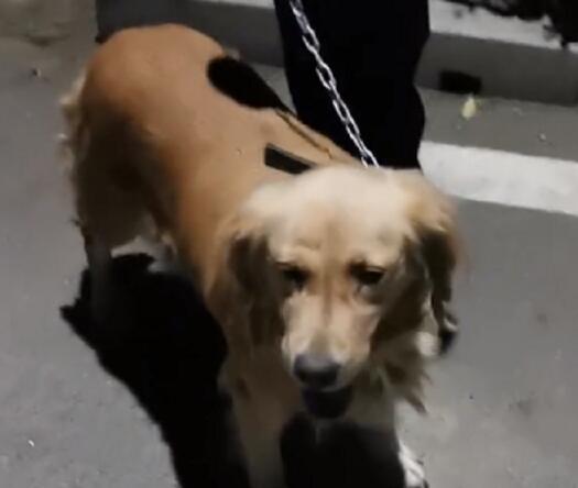 17岁小伙因女友吃醋虐狗与其分手,为了给女友打胎却又准备将金毛卖掉 17岁小伙因女友吃醋虐狗与其分手,为了给女友打胎却又准备将金毛卖掉