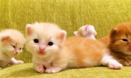 一位游客睡醒之后身边竟多了几只小奶猫，这是怎么一回事？