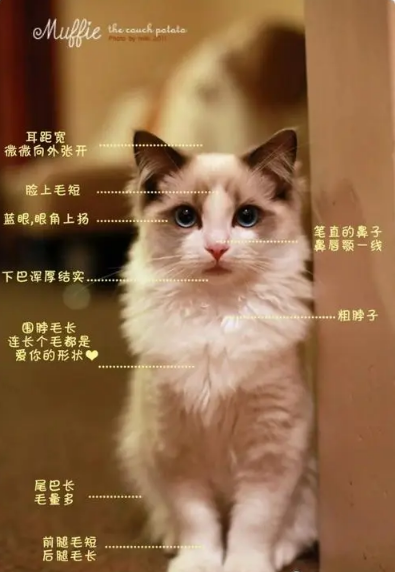 布偶猫Muffie小王子~~慎入哦，它有一双让人沦陷的眼睛！