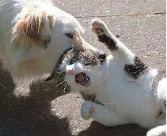 大橘猫用这个方法整治小黑柴,小黑柴怕是再也不敢得罪它了 大橘猫用这个方法整治小黑柴,小黑柴怕是再也不敢得罪它了