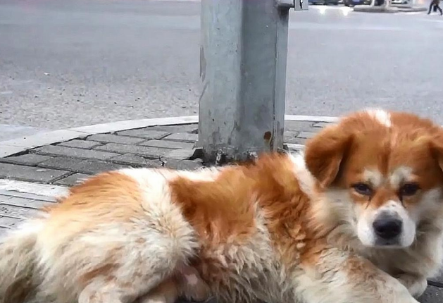 忠犬殡仪馆外守主人3天,听到旧事便流泪!网友们大赞:好有灵性 忠犬殡仪馆外守主人3天,听到旧事便流泪!网友们大赞:好有灵性