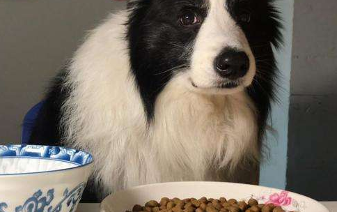边牧犬蹭吃蹭喝,宠物店:饭量大,主人速来领取… 边牧犬蹭吃蹭喝,宠物店:饭量大,主人速来领取…