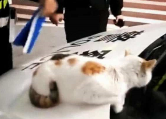 敢碰瓷警车的小橘猫，这个猫咪可不一般，结果被警察叔叔拘留了
