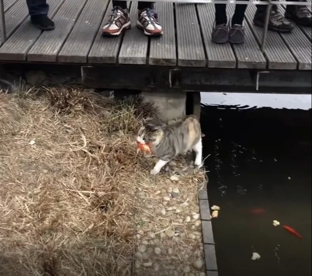 本想拍池子裡的魚，卻發現岸邊蹲著流浪貓，湊近後：居然在釣魚？