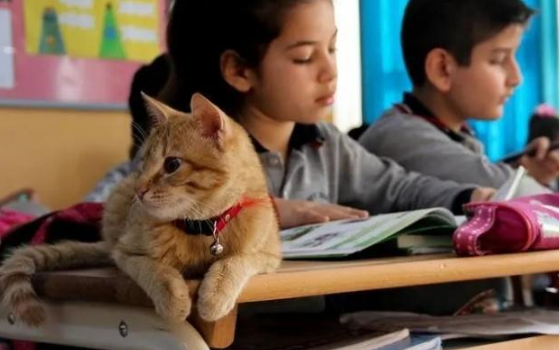 流浪橘猫受到老师恩惠，留守教室不愿走，还主动指导孩子们学习！ 