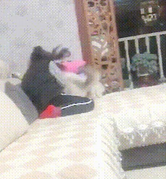 主人：咋又打起来了！猫：你再动我一下试试！小主人：我跟你拼了
