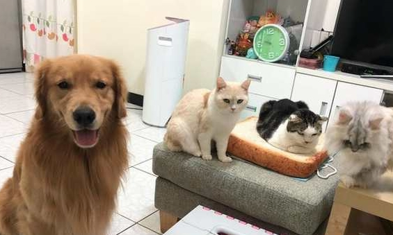 不只人类会吸猫，就连喵星人也爱吸狗！