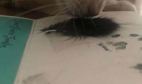 猫咪火化留一撮毛当卡片，它秒认出是同伴，让人瞬间泪崩……