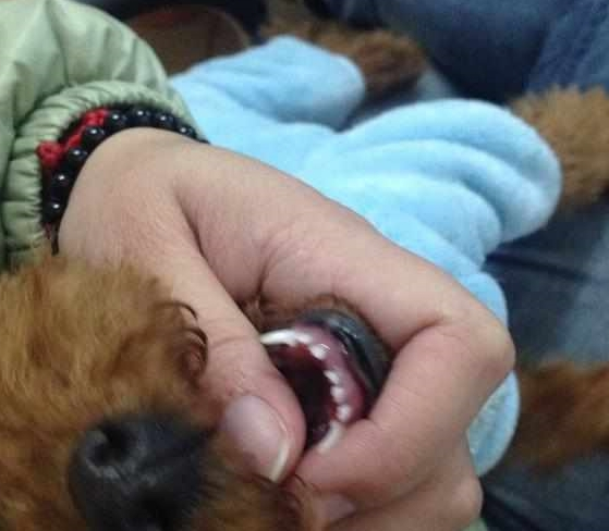 当心!泰迪犬出现这5个情况,证明它根本不把你放在眼里! 当心!泰迪犬出现这5个情况,证明它根本不把你放在眼里!