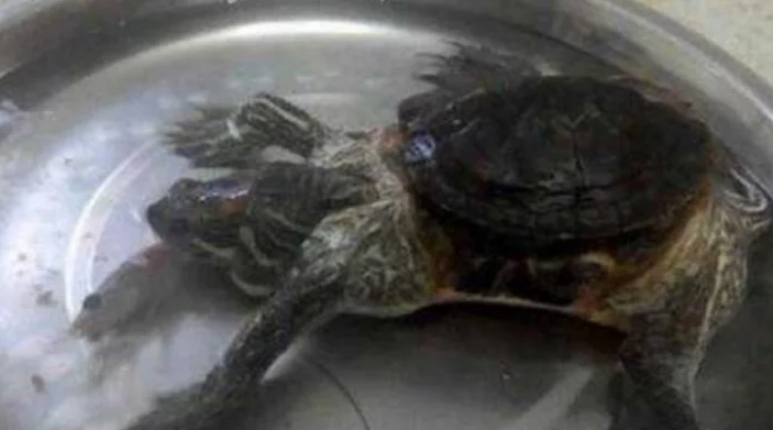 女子从街上买一只乌龟回家养，养了五年后，才知道自己错了
