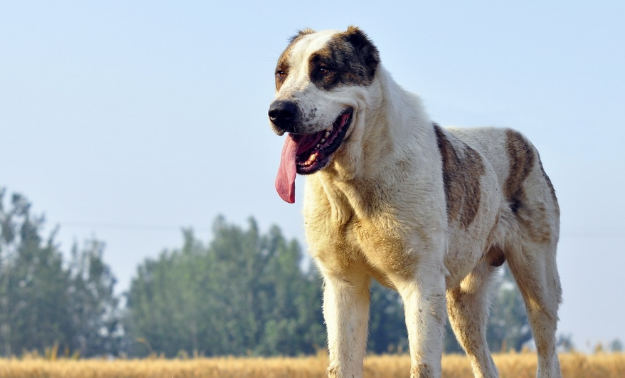 它是被称为野兽的猛犬,可与比特犬一战,胆小的人养不好这种犬 它是被称为野兽的猛犬,可与比特犬一战,胆小的人养不好这种犬