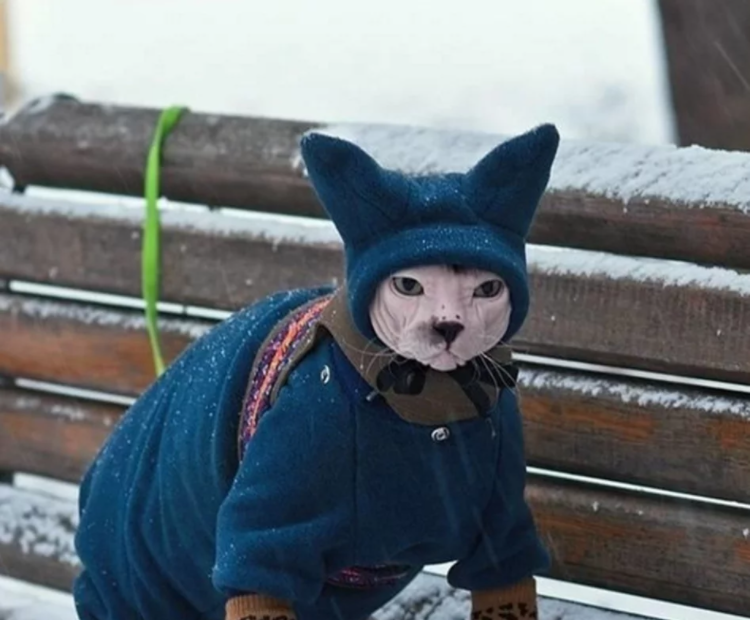 猫咪裹得严实雪地漫步,小脸被冻得红扑扑,网友:看着好心疼! 猫咪裹得严实雪地漫步,小脸被冻得红扑扑,网友:看着好心疼!