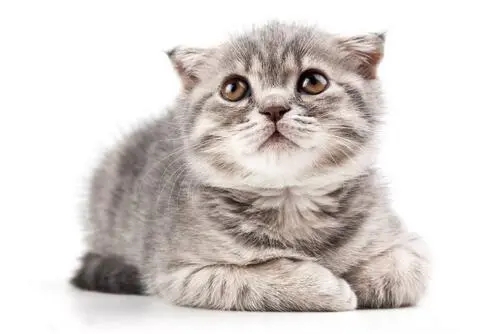 猫咪第一次怀孕，看到分娩数量后，主人眉开眼笑，一年工资到手了