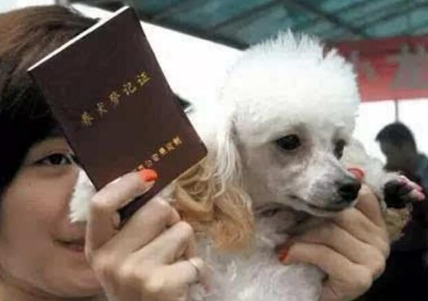 宠物狗坐副驾驶罚款又扣分