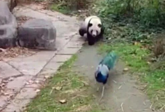 大熊猫想拔孔雀的毛，愣是追了一路，孔雀气哭：国宝就能为所欲为