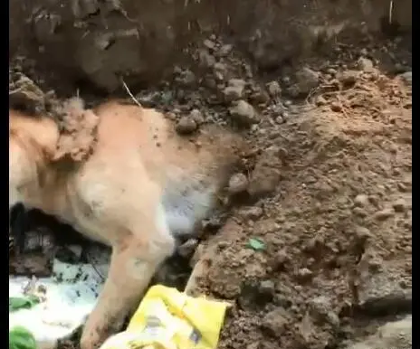小狗死后被扔掉 | 狗狗离世被遗弃在人行道上，网友称点再多香烛都不如安排好其后事